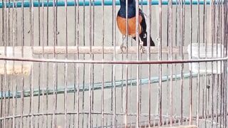 singing bird