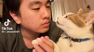 Funny cat 50