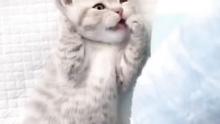 very cute kitten 2