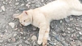 Lazy cat