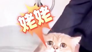 Kucing takut air