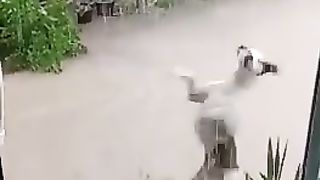 Funny dog rain dancing video