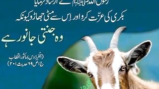 Find 'hadis e nabvi