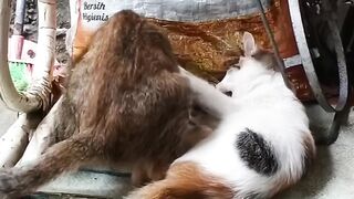 funny cat fights