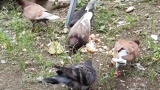 Burung merpati lagi makan