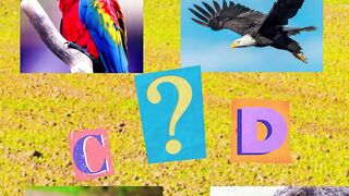 Fun bird quiz game