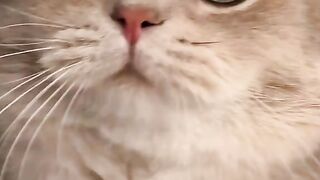 The non-stop meowing machine
