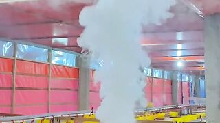 Ayam broiler