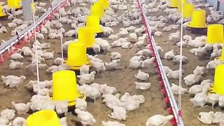 Ternak ayam
