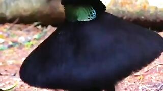 Nice bird 3