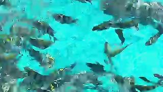 Play with fish
