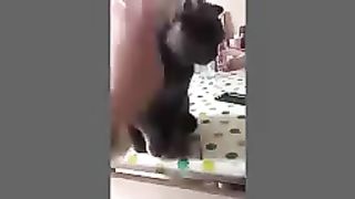 Funny cat 52