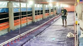 Proses bukan lah akhir ayam broiler