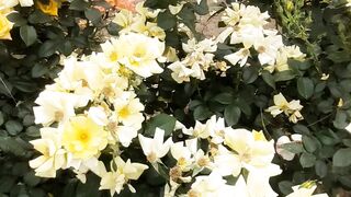 Beauty of Nature 6
