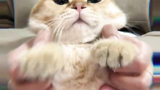 Adorable Cute Cat Eps.5