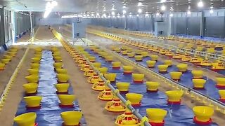 Ayam broiler sehat