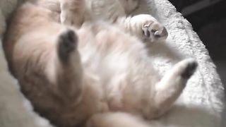 Lazy cat????