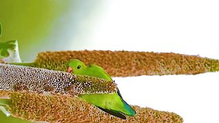 Beautiful parrot | relaxing oddly #shorts #feb #birds