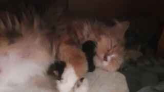 My cat loves her kittens