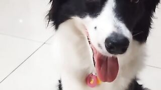 Good dog 4