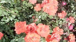 Flower 7