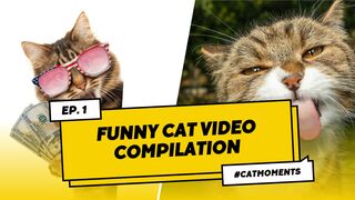 Funny Cat Compilation | Best Moments Animals