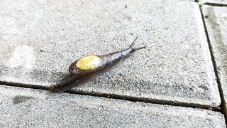 Snail 3