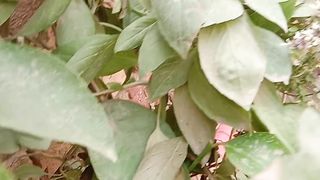 Lizard finding on wall