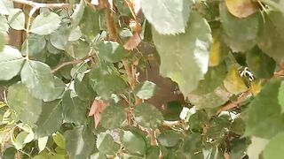 Red Rose plant