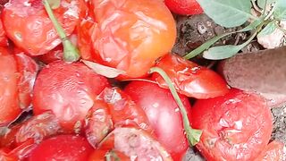 Tomatoes