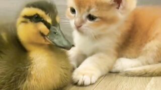 kitten and duck baby ????????