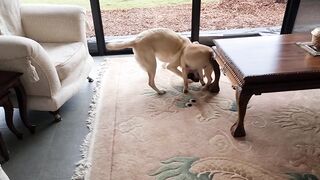Abbi and Chloe get Overboisterous