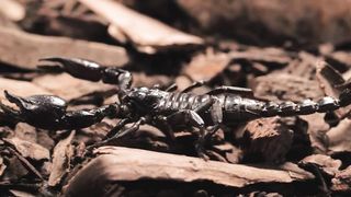 Black Scorpion