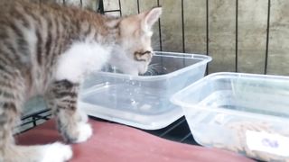This Kitten's Job Is Just To Eat And Sleep All Day