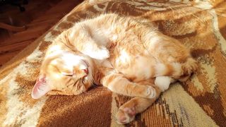 Cat Waking Up Is the Cutest Thing Ever