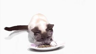 Cats Try Catnip Wine