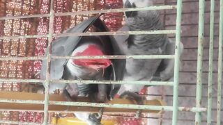 Beautiful Gray parrot ????????????
