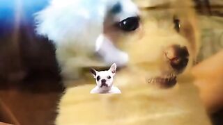 New Puppy Snow????