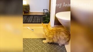 FUNNY ANIMALS COMPILATON 2