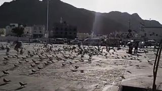 a flock of doves
