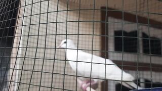 White bird/Indonesian bird