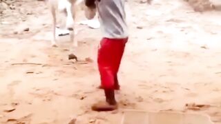 Boys fight with goats..Funny????????????