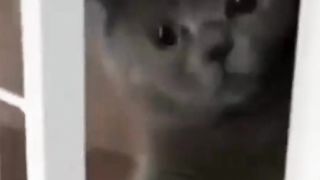 funny cat reaction