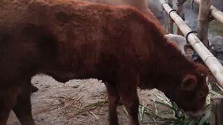 Sapi betina dan sapi jantan