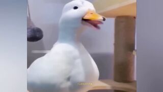 Random Funny Videos |Try Not To Laugh Compilation 2