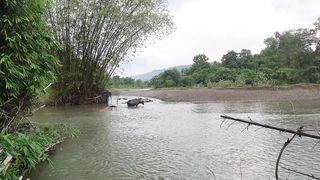 Bufallo in the nature