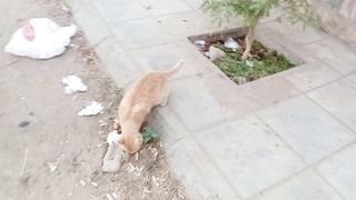 Funny tabby cat with orange color