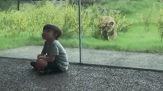 Lion tries