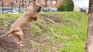 DOG KA HIGH JUMP.