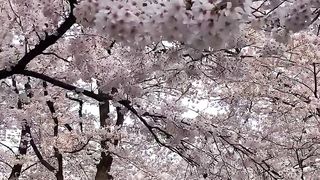 Sakura di jepang